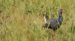 Swamphen, Purple 3