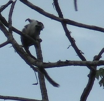 Tamarin, Geoffroy's 1