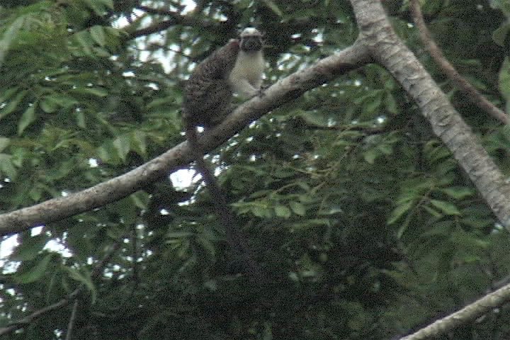 tamarin, Geoffroy's 3