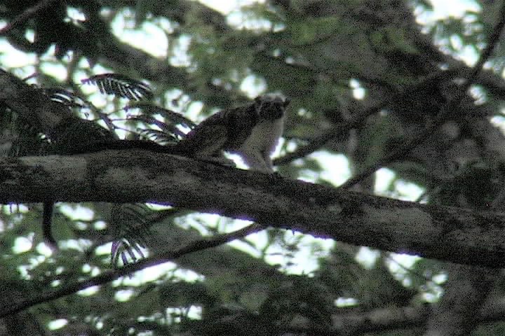 tamarin, Geoffroy's 4