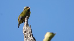 Tanager,  Gold-ringed (Cerro Montezuma, Colombia) 1