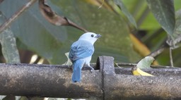 Tanager, Blue-gray (Cerro Montezuma, Colombia)