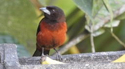 Tanager, Crimson-backed (Cerro Montezuma, Colombia)