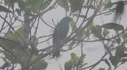 Tanager, Grass-green (Cerro Montezuma, Colombia) 2