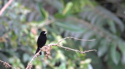 Tanager, Lemon-rumped (Cerro Montezuma, Colombia) 3