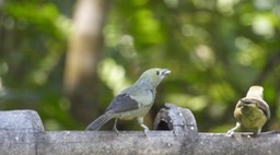 Tanager, Palm (Cerro Montezuma, Colombia)