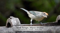 Tanager, Scrub (Cerro Montezuma, Colombia)