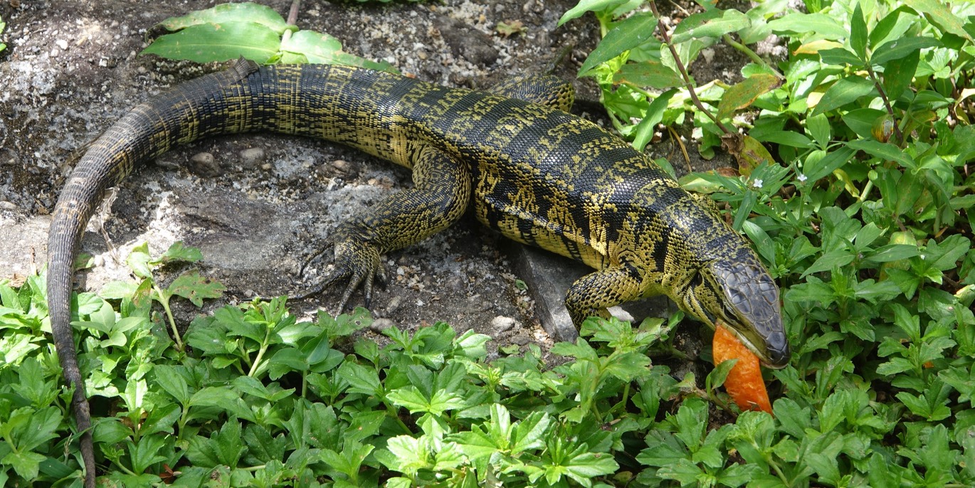 Tegu, Gold1