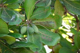 Terminalia catappa, Sea almond      1