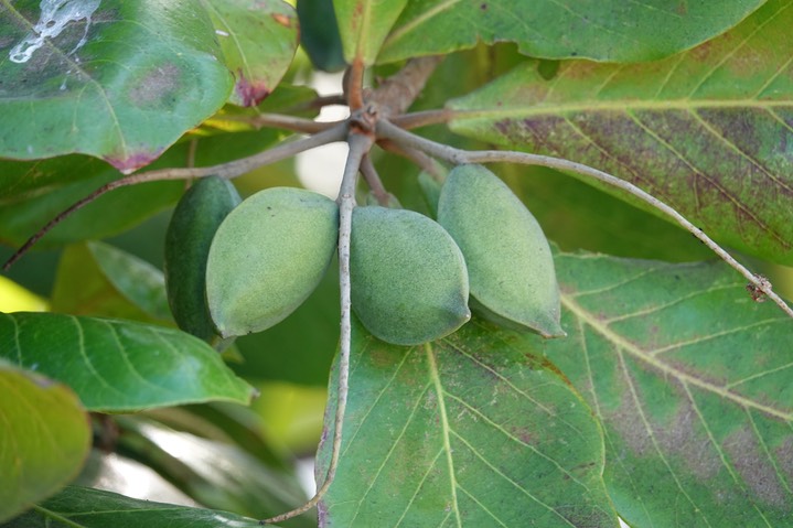 Terminalia catappa, Sea almond      2