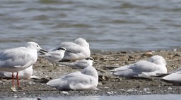 Tern, Little 1