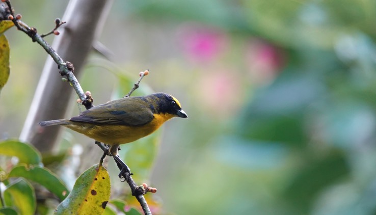 Thick-billed Euphonia1