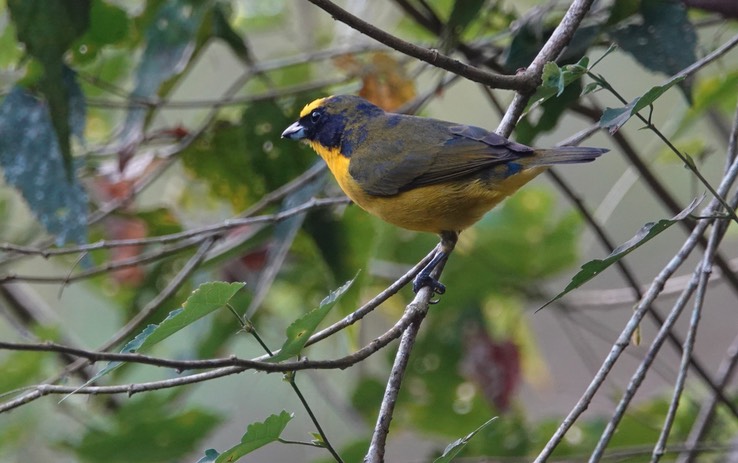 Thick-billed Euphonia2