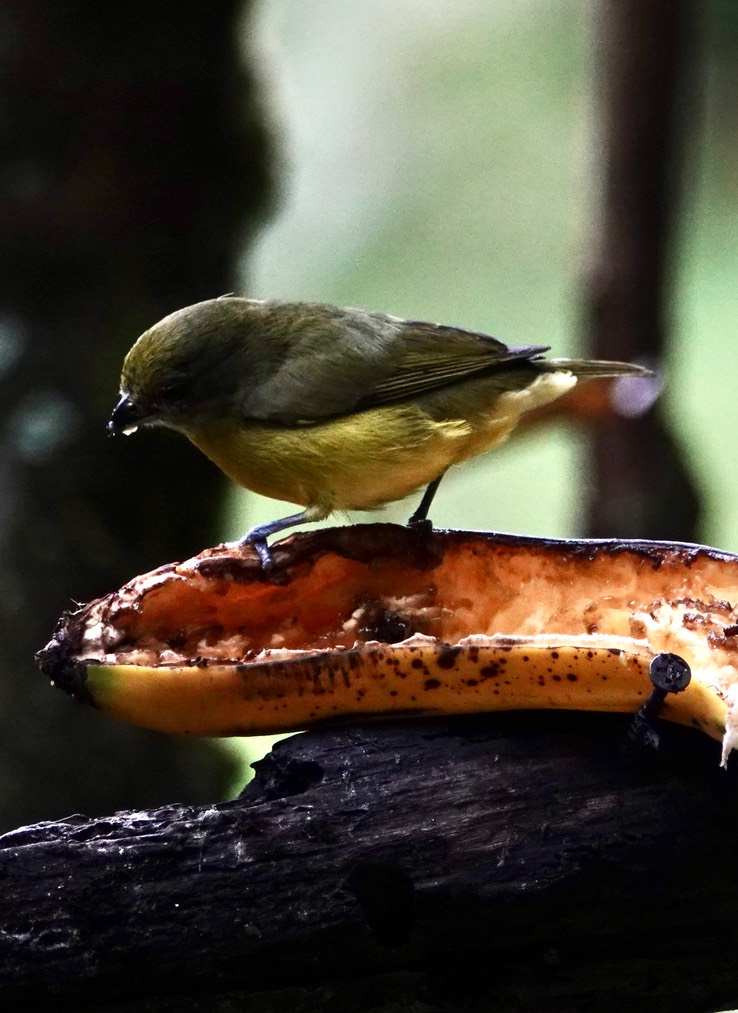 Thick-billed Euphonia3