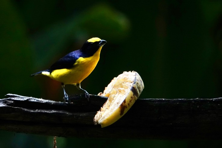 Thick-billed Euphonia4