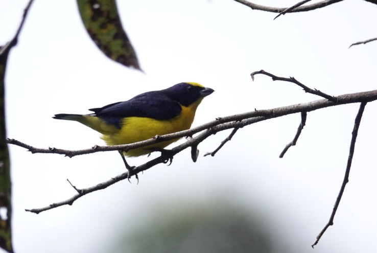 Thick-billed Euphonia5