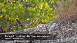 Thick-Knee, Senegal - Senegal