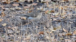 Thrush, African  - Senegal 2