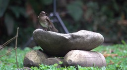 Thrush, Black-billed (Cerro Montezuma, Colombia)