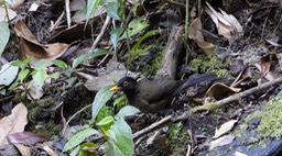 Thrush, Black-hooded (Colombia) 2