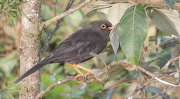 Thrush, Glossy-black (Cerro Montezuma, Colombia) 4