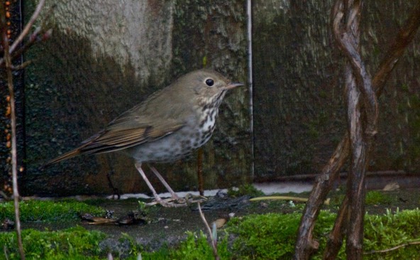 Thrush, Hermit (Oregon)