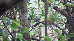 Thrush, Swainson's (Cerro Montezuma, Colombia)