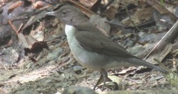 Thrush, White-necked