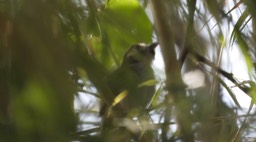 Tody-Tyrant, Black-throated (Cerro Montezuma, Colombia)