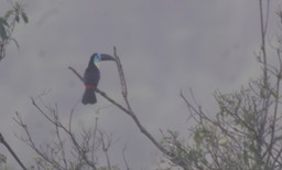 Toucan, Channel-billed