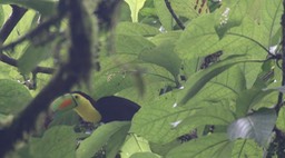 Toucan, Keel-billed 1