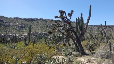 Trailhead at Mesa del Carmen 2, Baja California