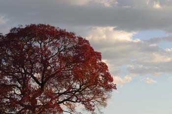 Tree at Santa Teresa1_JFR copy