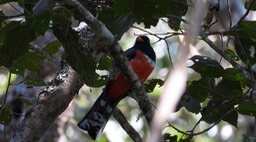 Trogon, Masked (Colombia) 2