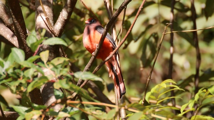 Trogon, Ward's 1
