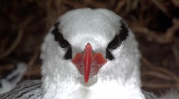 Tropicbird, Red-billed 2