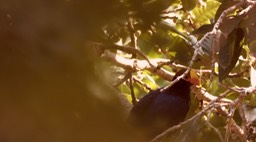 Turaco, Violet - Senegal 2