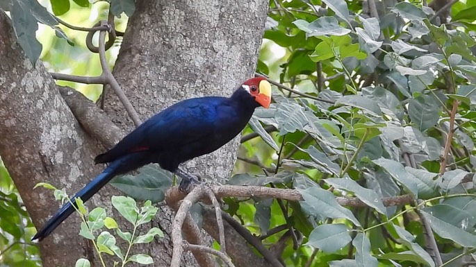 Turaco, Violet 1