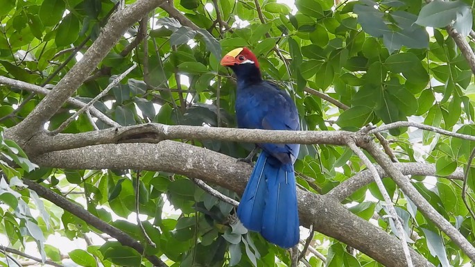 Turaco, Violet 2