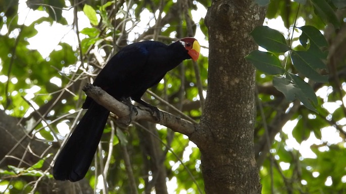 Turaco, Violet 3