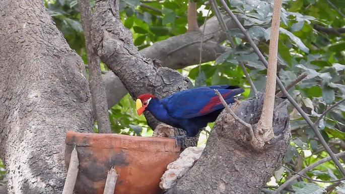 Turaco, Violet 4