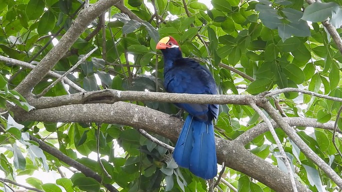 Turaco, Violet 5