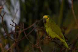 Turquoise-fronted Parrot, Amazona aestiva