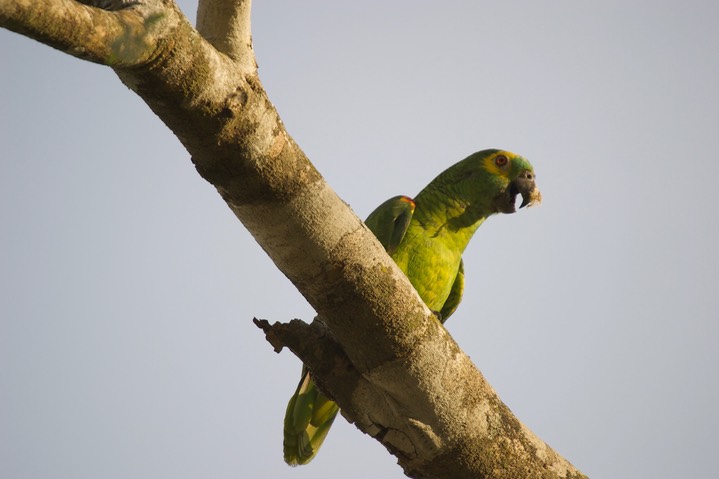 Turquoise-fronted Parrot, Amazona aestiva