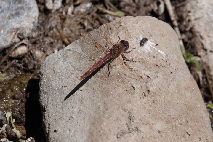 Variegated Meadowhawk, Sympetrum corruptum 4-25d