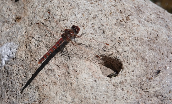 Variegated Meadowhawk, Sympetrum corruptum 4-25e