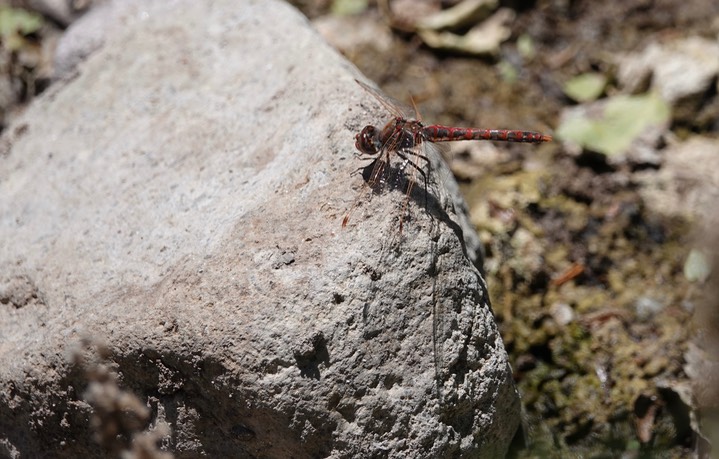 Variegated Meadowhawk, Sympetrum corruptum 4-25g