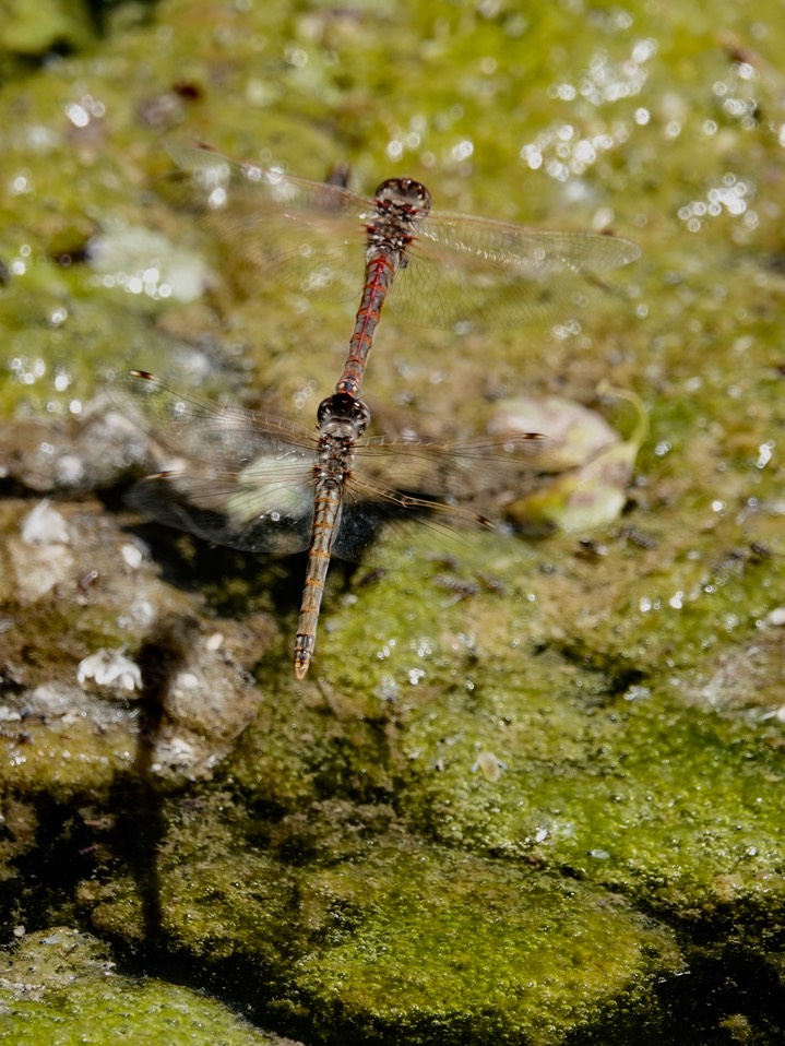 Variegated Meadowhawk, Sympetrum corruptum 4-25f