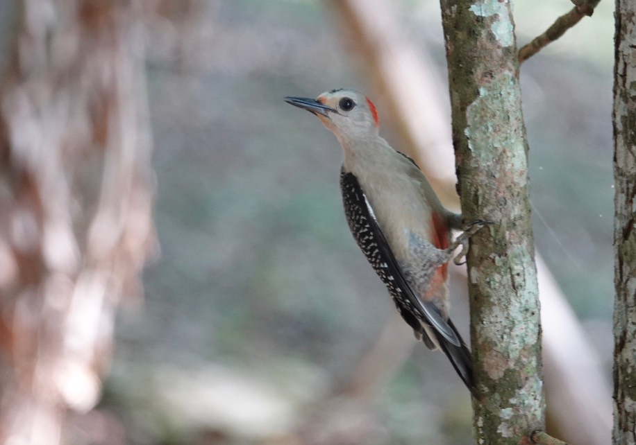 Velasquez's woodpecker (Melanerpes santacruzi3