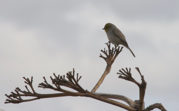 Verdin Tucson2